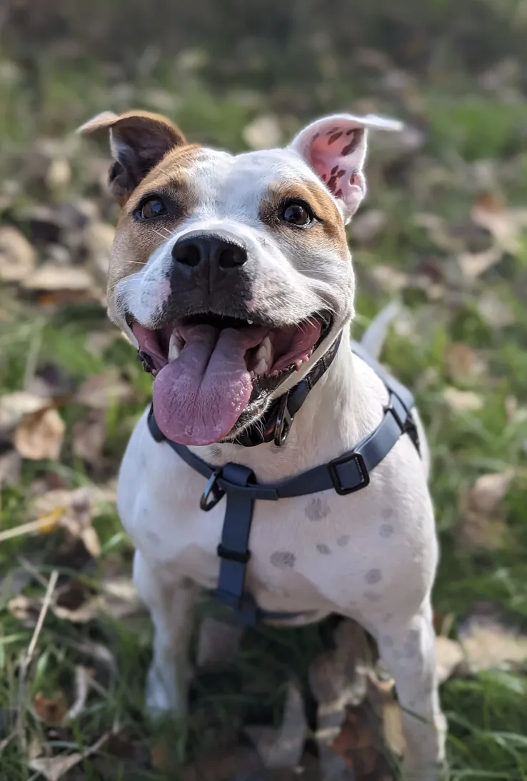 Woof & Stuff Blueberry Waterproof Adventure Harness